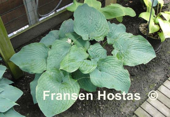 Hosta Frank Lloyd Wright