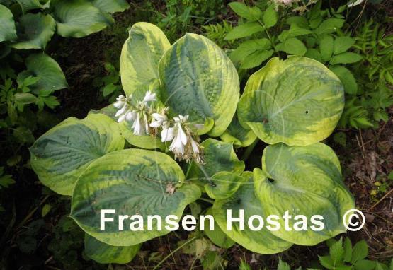 Hosta Fred Wilson