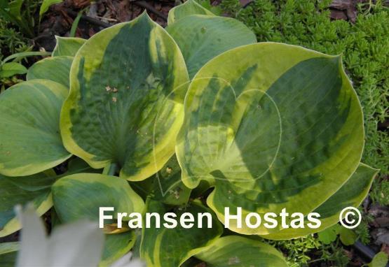 Hosta Fred Wilson