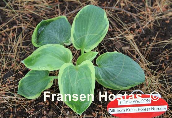 Hosta Fred Wilson