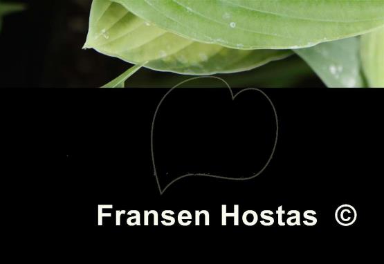 Hosta Freedom