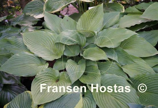 Hosta Freedom