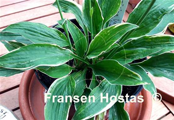 Hosta Freising Variegated