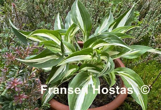 Hosta Fresh Mint