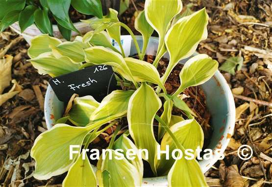 Hosta Fresh