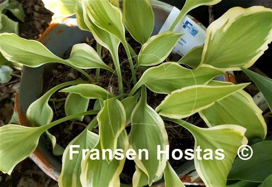 Hosta Fresh
