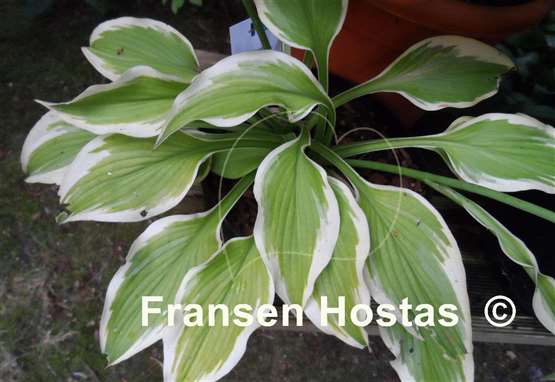 Hosta Fresh