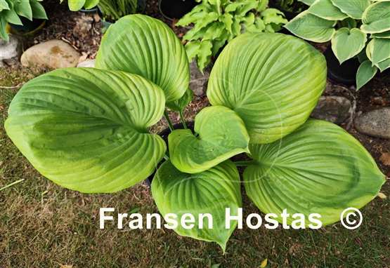 Hosta Friar Tuck