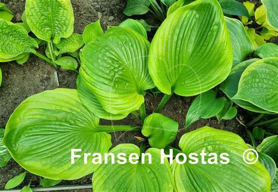 Hosta Friar Tuck