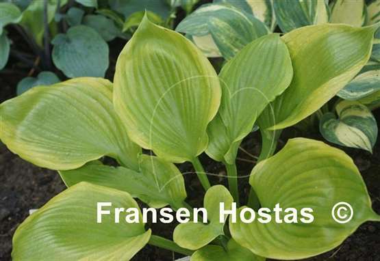 Hosta Friar Tuck
