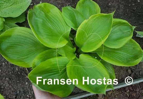 Hosta Friar Tuck