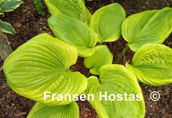 Hosta Friar Tuck