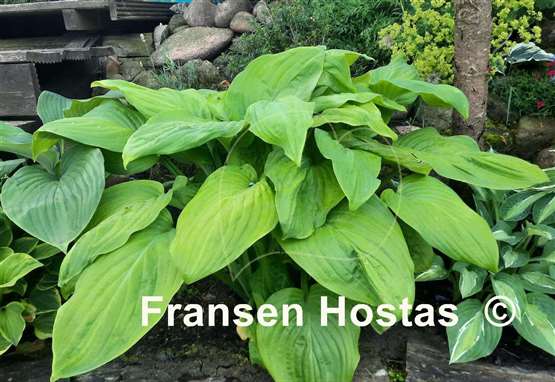 Hosta Fried Bananas