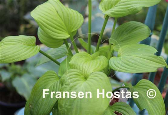Hosta Fried Bananas