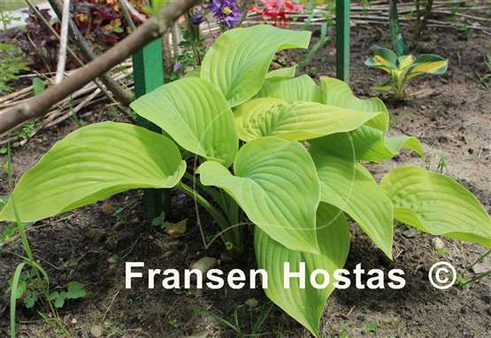 Hosta Fried Green Tomatoes