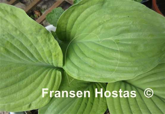 Hosta Fried Green Tomatoes