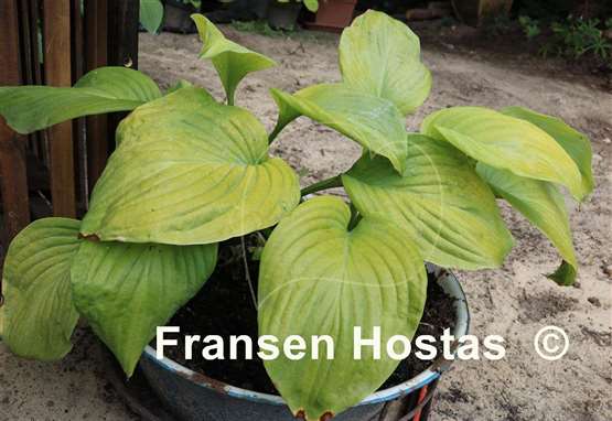 Hosta Fried Green Tomatoes