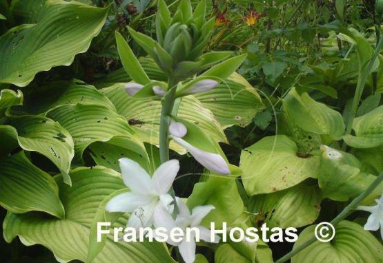 Hosta Fried Bananas