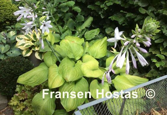 Hosta Fried Bananas