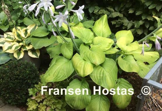 Hosta Fried Bananas