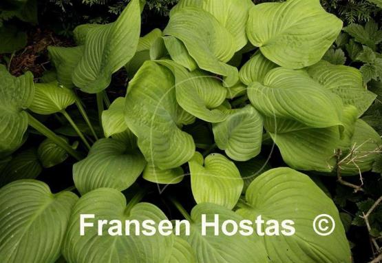 Hosta Fried Bananas