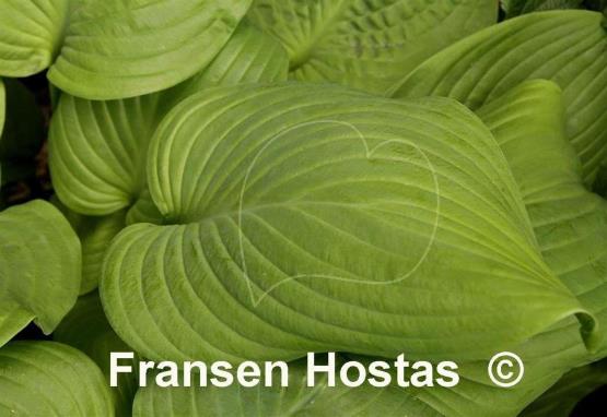 Hosta Fried Bananas