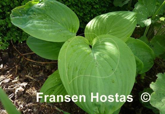 Hosta Fried Bananas