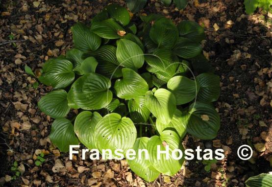Hosta Fried Green Tomatoes