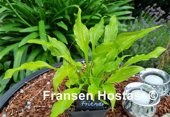 Hosta Friends