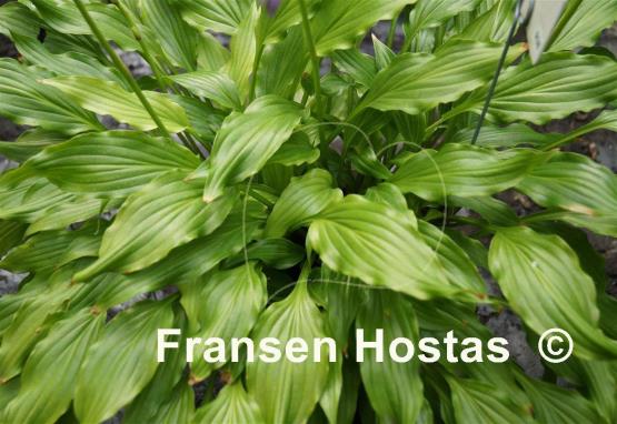Hosta Friends