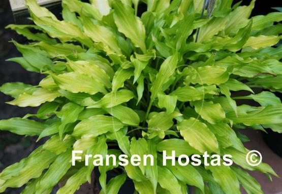 Hosta Friends
