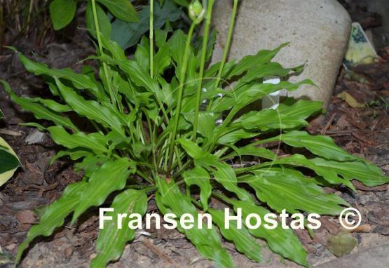 Hosta Friends