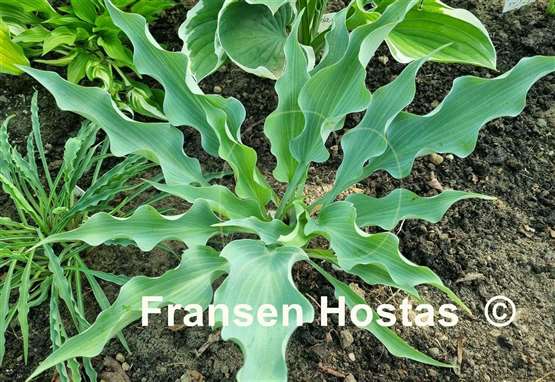 Hosta Frill Ride