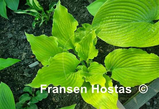 Hosta Frilly Fantasy