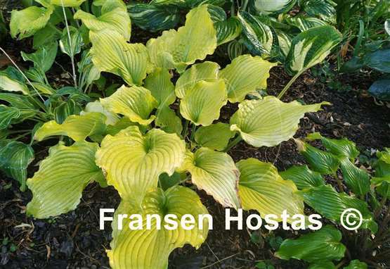 Hosta Frilly Fantasy