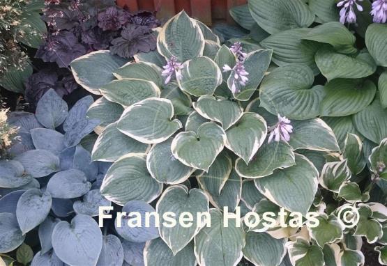 Hosta Fringe Benefit