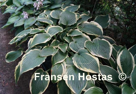 Hosta Fringe Benefit