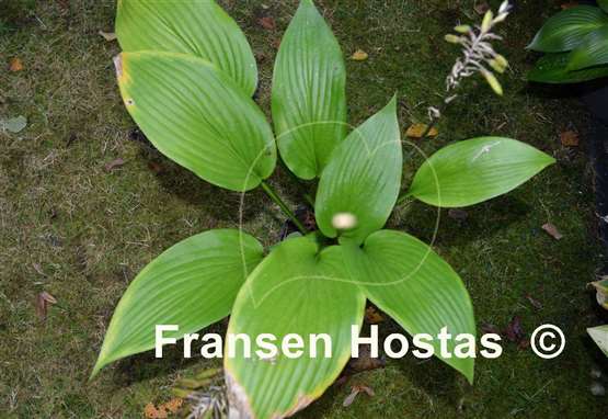 Hosta Frisian Association