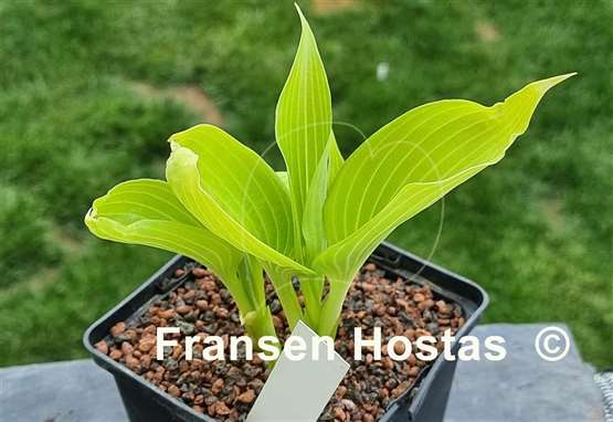 Hosta Frisian Association