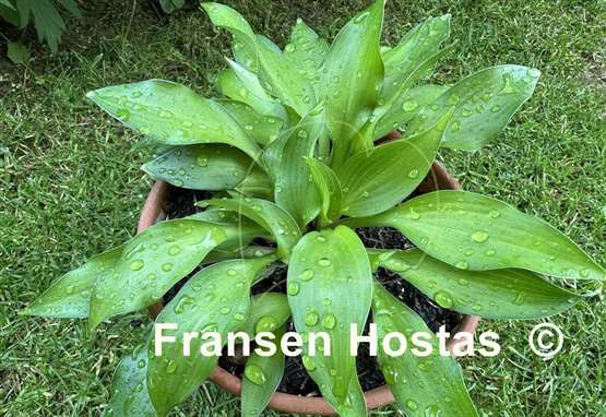 Hosta Frisian Changing Green