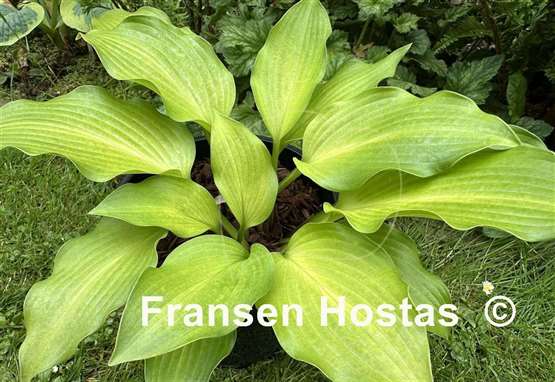 Hosta Frisian Changing Green