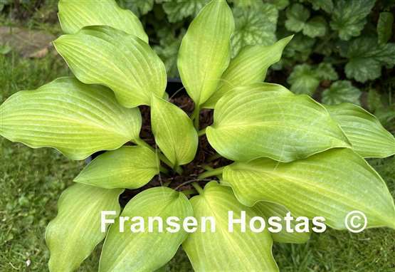 Hosta Frisian Changing Green