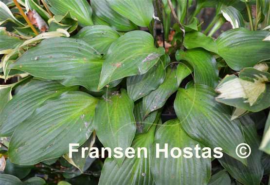 Hosta Frisian Changing Green