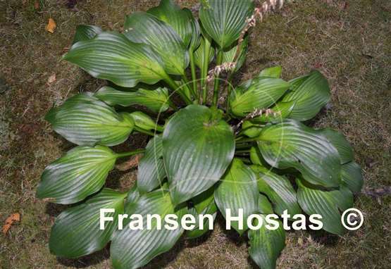 Hosta Frisian Changing Green