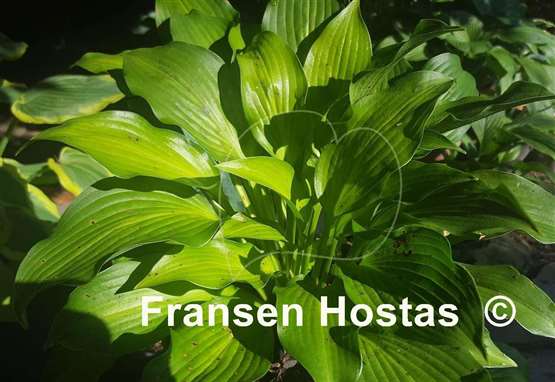 Hosta Frisian Changing Green