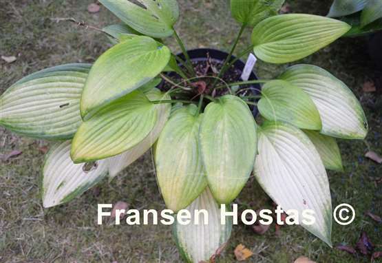 Hosta Frisian Desert