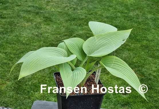Hosta Frisian Desert
