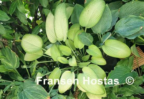 Hosta Frisian Desert