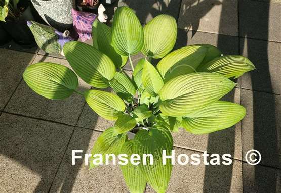 Hosta Frisian Desert