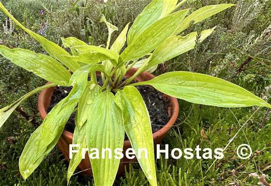 Hosta Frisian Early Gold